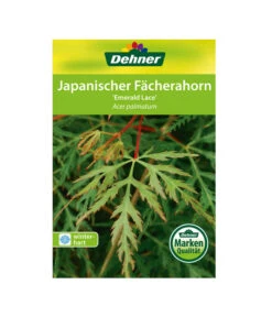 Japanischer Fächerahorn 'Emerald Lace' -Biohort Verkaufsgeschäft 00000000 Acer palmatum Emerald Lace 2016 1