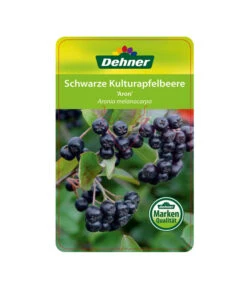 Apfelbeere, Aronia 'Aron' -Biohort Verkaufsgeschäft 00000000 Aronia melanocarpa Aron 2016 1