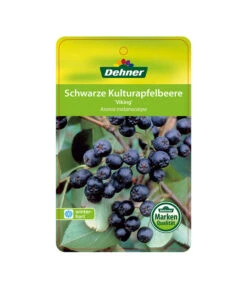 Apfelbeere, Aronia 'Viking' -Biohort Verkaufsgeschäft 00000000 Aronia melanocarpa Viking 2016 1