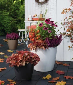 LECHUZA® CLASSICO Color, All-in-One-Set -Biohort Verkaufsgeschäft 1495936 1495811 1495977 WE MO 005 ClassicoColorMuskatSchiefergrauWeiss