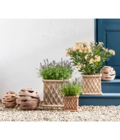 Biohort Verkaufsgeschäft -Biohort Verkaufsgeschäft 20200722 WE MO 001 LavandulaAngustifolia 2021 GC11