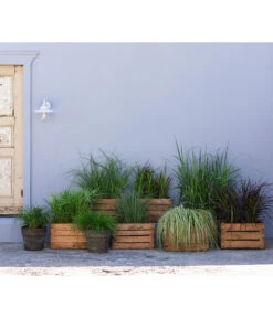 Weißbunte Japan-Segge 'Variegata' -Biohort Verkaufsgeschäft 20210617 8011439 8011454 8011447 8026775 8026841 WE MO 001 Graeser BestOf 2022 01