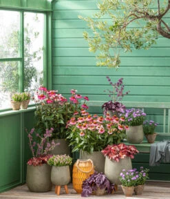 Garten-Scheinsonnenhut 'Cheyenne Spirit' -Biohort Verkaufsgeschäft 20210930 WE MO 001 EchinaceaPurpureaRoter Sonnenhut GC13 2022