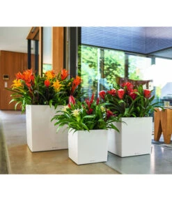 LECHUZA® CUBE, All-in-One Set -Biohort Verkaufsgeschäft 2844066 WE MO 010 CubePremiumWeiss 3179850 3179538