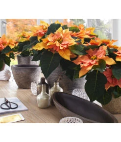 Dehner Keramik-Übertopf Kenia, Konisch, Braun -Biohort Verkaufsgeschäft 2938934 WE MO 001 UebertopfKeniaBraun