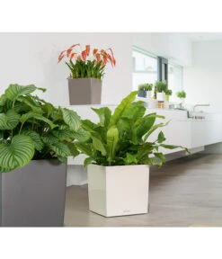 LECHUZA® CUBE, All-in-One Set -Biohort Verkaufsgeschäft 3179850 PR MO 001 CubePremium30WeissLechuza