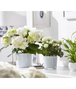 Dehner Glas-Übertopf Conner, Rund -Biohort Verkaufsgeschäft 3816527 WE MO 001 GlasTopfConnerWeissFotoshootingUveSauerFebruar2016