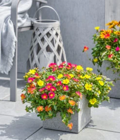 Dehner Polystone-Topf Sydney, Quadratisch, Grau -Biohort Verkaufsgeschäft 3920998 3921004 4261632 WE MO 002 DehnerPolystoneTopfSydneyquadratischgrau