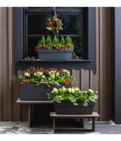 Efeu, Verschiedene Sorten -Biohort Verkaufsgeschäft 3940764 PR MO 001 KunststoffKastenKubus