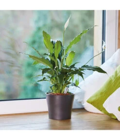 Seramis Pflanz-Granulat Für Zimmerpflanzen 11 Seramis Pflanz-Granulat Für Zimmerpflanzen -Biohort Verkaufsgeschäft 394643 WE MO 004 SeramisPflanzgranulat 394650 394668 396721