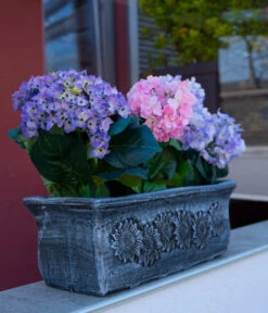 Roto Kunststoff-Pflanzkasten Planika, Rechteckig, Dunkelgrau, Ca. B49,5/H18,5/T20,5 Cm -Biohort Verkaufsgeschäft 4145769 WE MO 001 RotoKastenPlanika