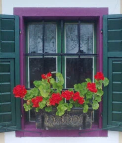 Roto Kunststoff-Pflanzkasten Planika, Rechteckig, Dunkelgrau, Ca. B49,5/H18,5/T20,5 Cm -Biohort Verkaufsgeschäft 4145769 WE MO 002 RotoKastenPlanika