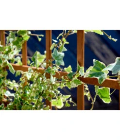 Dobar Hochbeet Peru Mit Rankspalier, Ca. B110/H115/T88 Cm -Biohort Verkaufsgeschäft 4155016 WE MO 003 DobarPflanzkastenHochbeetPerumitRankspalier