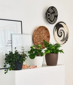 LECHUZA® CLASSICO Color, All-in-One-Set -Biohort Verkaufsgeschäft 4309712 PR FS 001 ClassicoColorWeissMuskatSchiefergrau