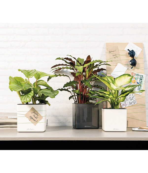 LECHUZA® CUBE Glossy, All-in-One Set 7 LECHUZA® CUBE Glossy, All-in-One Set – Bild 5