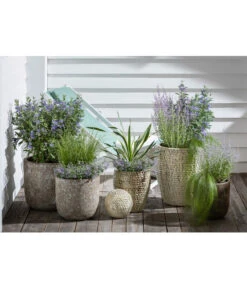 Blauraute 'Blue Spire' -Biohort Verkaufsgeschäft 4435640 PR MO 003 KeramikTopfBungxe