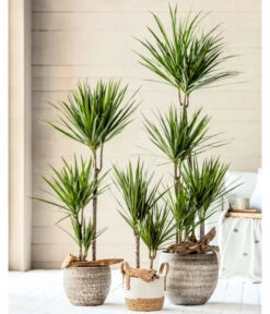 Dehner Seegras-Korb Ida, Rund -Biohort Verkaufsgeschäft 4452520 8221749 8510695 8221368 WE MO 001 DracaenaTopfLanaBraunKorbIda2021GC02