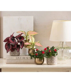 Dehner Keramik-Übertopf Elian, Rund, Ca. Ø8 Cm -Biohort Verkaufsgeschäft 4479507 WE MO 001 TopfKodyElian Valentin