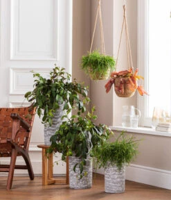 Dehner Seegras-Ampel Igmar -Biohort Verkaufsgeschäft 4484705 WE MO 001 AmpelvaseToni 4484713 6759393