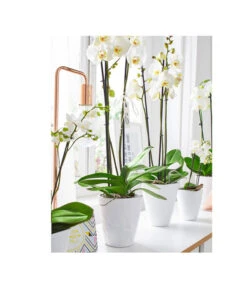 Dehner Keramik-Übertopf Stone, Konisch, Weiß, Ca. Ø14 Cm -Biohort Verkaufsgeschäft 5266416 5163936 5356142 PR MO 001 KeramikOrchideentopfWeiss