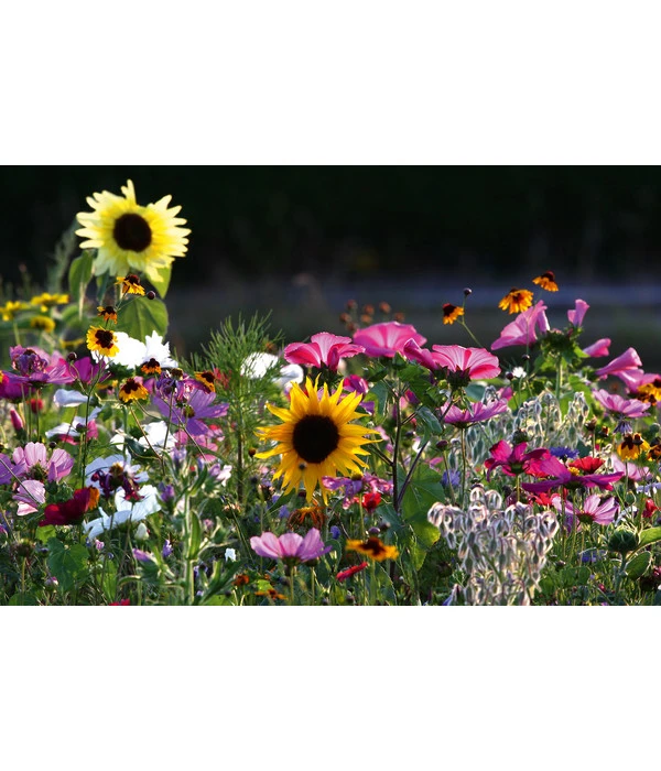 Dehner Natura Saatgut 'Bienenweide' 4 Dehner Natura Saatgut 'Bienenweide' – Bild 2