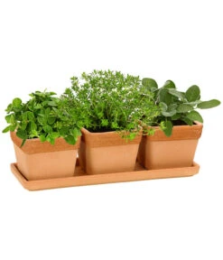 Biohort Verkaufsgeschäft -Biohort Verkaufsgeschäft 5351309 WE FS 001 TerrakottaToepfchenim3erSetmitUntersetzer