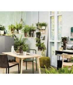 LECHUZA® CUBE Glossy, All-in-One Set 15 LECHUZA® CUBE Glossy, All-in-One Set -Biohort Verkaufsgeschäft 5478094 3890670 5473368 4310470 4310512 WE MO 006 MiniDeltiniCubeGlossyAnthrazit