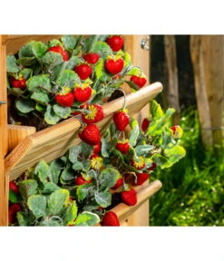 Westmann Hochbeet Premium -Biohort Verkaufsgeschäft 6610786 WE FS 005 50NorthHochbeet done