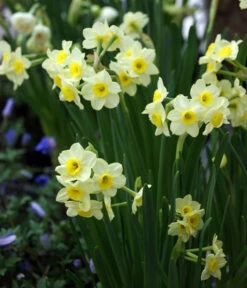 Dehner Blumenzwiebel 5 Monate Blütenpracht, 200 Stk. -Biohort Verkaufsgeschäft 6617286 WE MO 005 DehnerBlumenzwiebel5MonateBlumenpaket