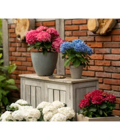 Endless Summer Hortensienerde, Rot/Weiß, 3 X 20 L 7 Endless Summer Hortensienerde, Rot/Weiß, 3 X 20 L -Biohort Verkaufsgeschäft 6624274 WE MO 001 EndlessSummerHortensienerdeRotWeiss3x20l