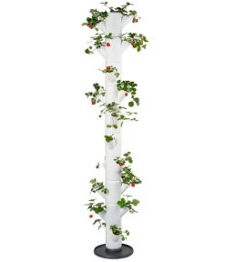 Gusta Garden Erdbeerbaum Sissi Strawberry Infinty, Ca. B32/H185/T27 Cm