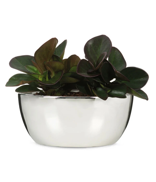 Scheurich Keramik-Pflanzschale Mirror Silver, Rund, Silber, Ca. Ø24/H10,4 Cm 4 Scheurich Keramik-Pflanzschale Mirror Silver, Rund, Silber, Ca. Ø24/H10,4 Cm – Bild 2