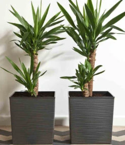 Siena Garden Kunststoff-Topf Biron, Eckig, Ca. B40/H41,5/T40 Cm -Biohort Verkaufsgeschäft 6655336 WE MO 002 PflanzgefaessBironGraphit