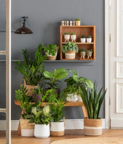 Dehner Seegras-Korb Ida, Rund -Biohort Verkaufsgeschäft 6904882 6904304 4439212 WE MO 001 KorbHarmonyIdaPhil