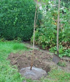 Wühlmauskorb 11 Wühlmauskorb -Biohort Verkaufsgeschäft 6920136 WE MO 004 Wuehlmauskorb