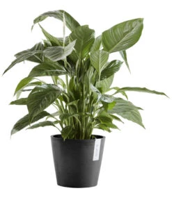 Ecopots Kunststoff-Topf Amsterdam Mit Wassersystem, Rund -Biohort Verkaufsgeschäft 6949937 6949945 6949952 6949960 WE FS 002 EcopotsKunststoffTopfAmsterdammitWassersystemrunddunkelgrau