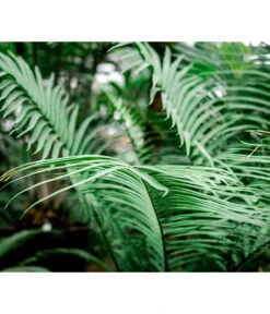 Floragard Aktiv Grünpflanzen- Und Palmenerde, 56 X 20 L 9 Floragard Aktiv Grünpflanzen- Und Palmenerde, 56 X 20 L -Biohort Verkaufsgeschäft 6955793 WE MO 002 FloragardAktivGruenpflanzenundPalmenerde56x20l