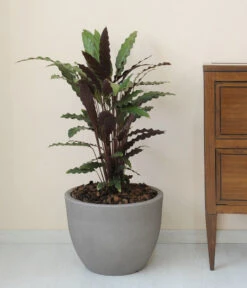 Farmet New Kunststoff-Topf Orione, Rund, Inkl. Untersetzer -Biohort Verkaufsgeschäft 6965305 WE MO 001 FarmetNewKunststoffTopfOrionerund