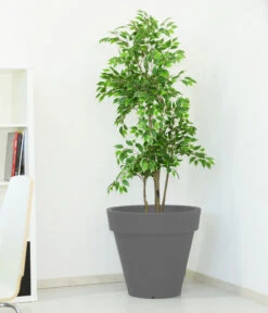 Farmet New Kunststoff-Topf Pegasus, Konisch, Inkl. Untersetzer, Ca. Ø60/H55 Cm -Biohort Verkaufsgeschäft 6965685 WE MO 001 FarmetNewKunststoffTopfPegasuskonisch