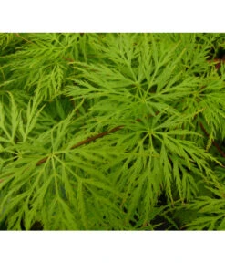 Biohort Verkaufsgeschäft -Biohort Verkaufsgeschäft 7015936 WE DE 002 AcerPalmatumEmeraldLaceAllgreen