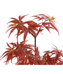 Fächerahorn 'Shaina' 5 Fächerahorn 'Shaina' -Biohort Verkaufsgeschäft 7015969 WE DE 001 AcerAhornShainaDehnerExpressHerzig