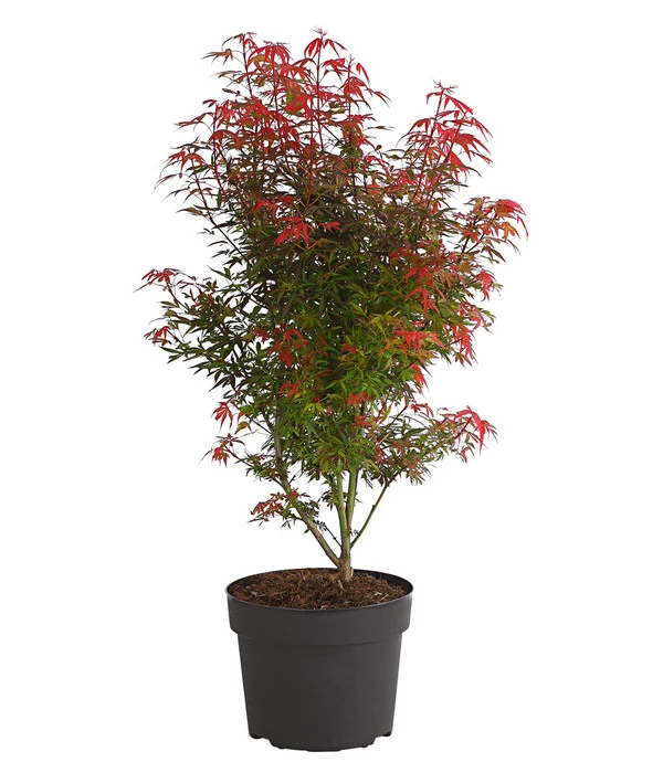 Fächerahorn 'Shaina' 3 Fächerahorn 'Shaina'