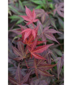 Roter Fächerahorn 'Atropurpureum' -Biohort Verkaufsgeschäft 7016538 PR DE 002 AcerPalmatumAtropurpureumLuckner