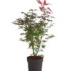 Roter Fächerahorn 'Atropurpureum' -Biohort Verkaufsgeschäft 7016538 PR FS 001 AcerAhornAtropurpureum3LDehnerExpressHerzig