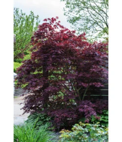Roter Fächerahorn 'Atropurpureum' -Biohort Verkaufsgeschäft 7016538 PR MO 001 AcerPalmatumAtrovirensLuckner