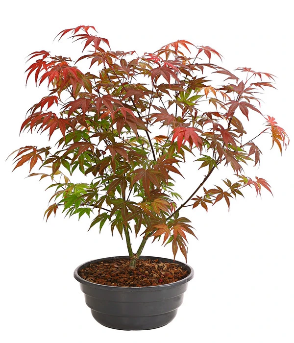 Japanischer Fächerahorn 'Atropurpureum' 3 Japanischer Fächerahorn 'Atropurpureum'