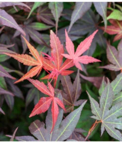 Japanischer Fächerahorn 'Atropurpureum' 9 Japanischer Fächerahorn 'Atropurpureum' -Biohort Verkaufsgeschäft 7016959 WE DE 005 AcerPalmatumAtropurpureumLuckner