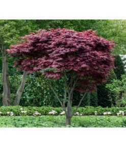 Roter Fächerahorn 'Atropurpureum' -Biohort Verkaufsgeschäft 7016959 WE MO 001 AcerPalmatumAtropurpureum