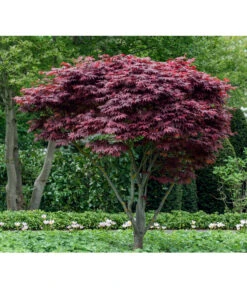 Japanischer Fächerahorn 'Atropurpureum' 7 Japanischer Fächerahorn 'Atropurpureum' -Biohort Verkaufsgeschäft 7016959 WE MO 005 AcerPalmatumAtropurpureumLucknerMai2015