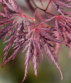 Dunkelroter Schlitz-Ahorn 'Dissectum Garnet', Ca. 30-40 Cm -Biohort Verkaufsgeschäft 7018443 WE DE 001 AcerPalmatumDissectumGarnet
